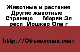 Животные и растения Другие животные - Страница 2 . Марий Эл респ.,Йошкар-Ола г.